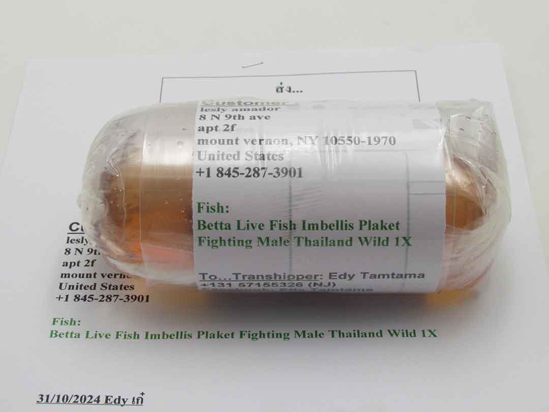 Betta bag with clear export water and secure rubber bands